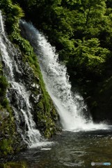 飛び込む水達