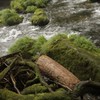 転がる大木に苔は生えない。