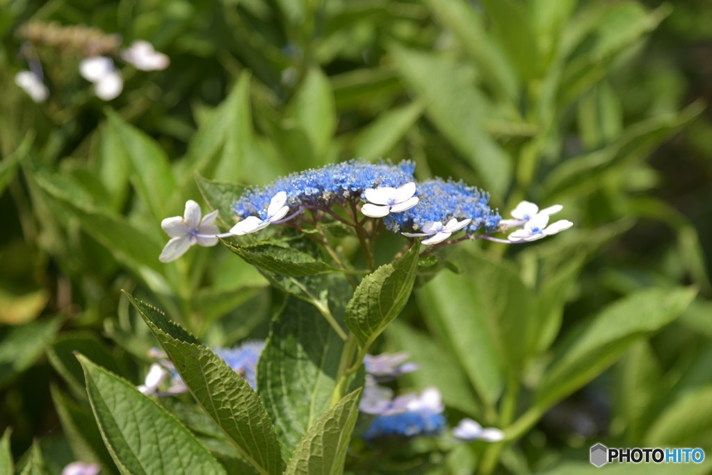 ドローンになりたくて