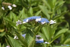 ドローンになりたくて