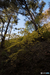 I fell in love with you not decorating