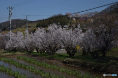 I pray that it will bloom