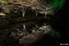 池に紅葉が写り込んだ