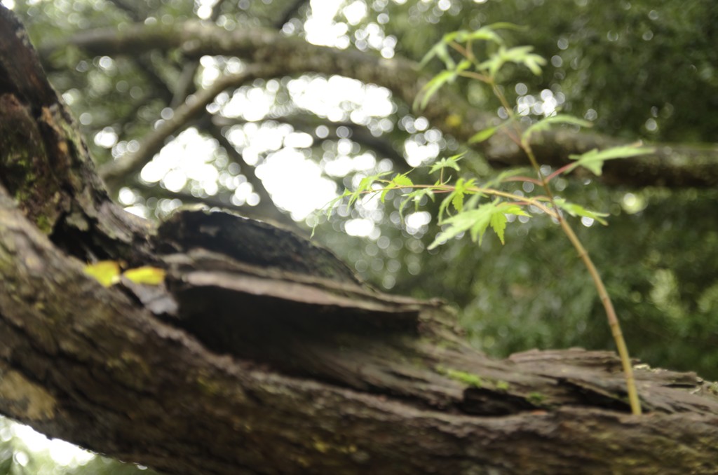 戸惑う心で上手な返事探せば
