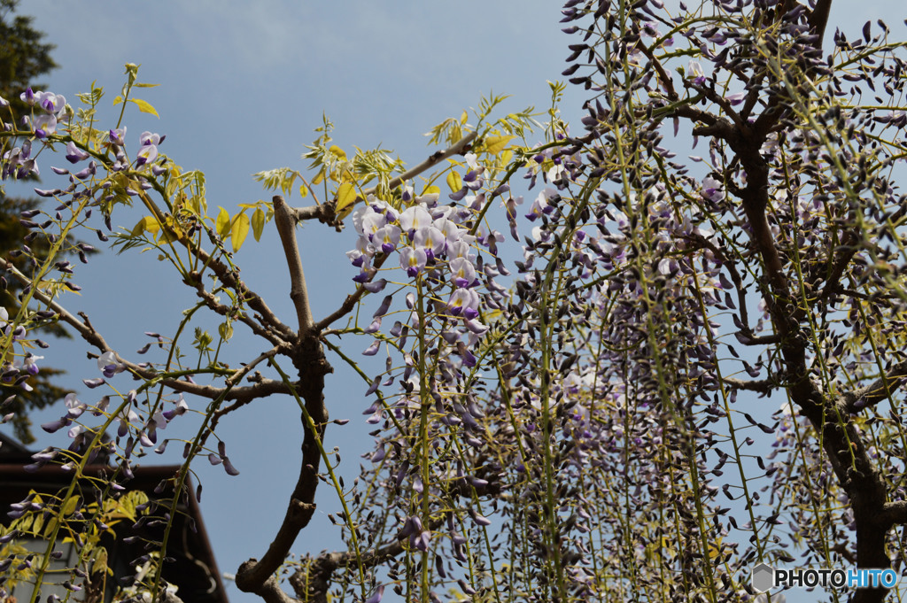 政宗公が持ち帰ったと聞きます。