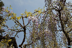 政宗公が持ち帰ったと聞きます。