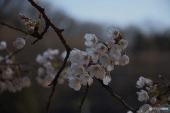 表現力豊かな桜