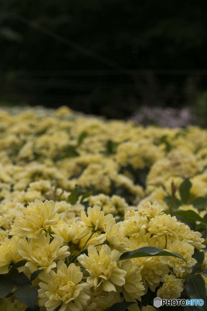 Flower that the Emperor loved