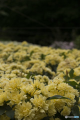 Flower that the Emperor loved
