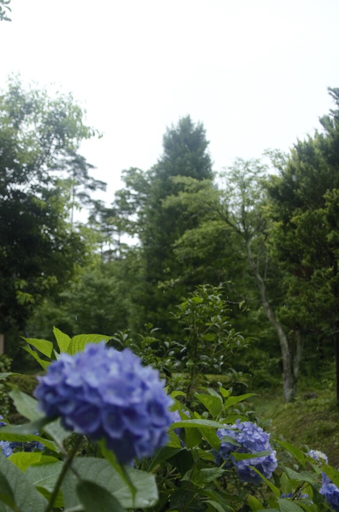 思いでの日々