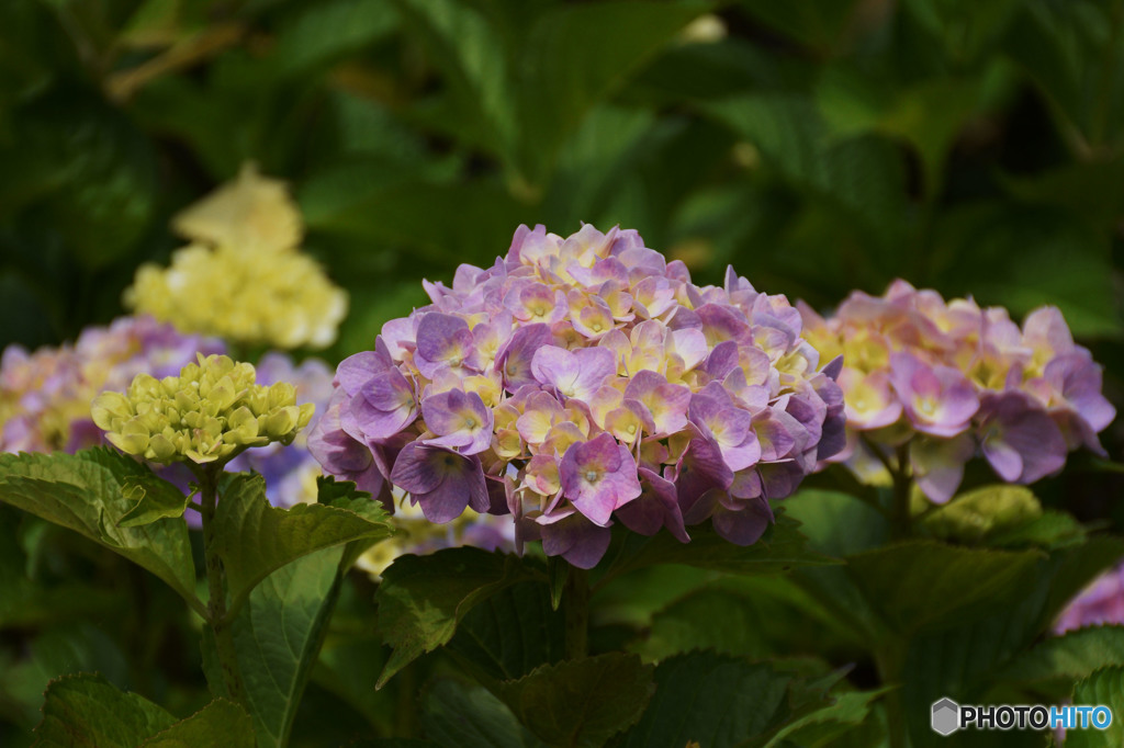 染まりはじめる