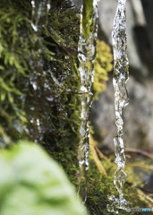 今年初氷柱です。