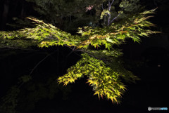 闇夜の楓