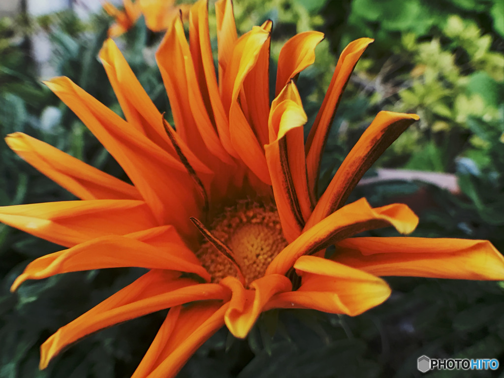 振り返るたびに野薔薇の様に　baby Love