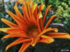 振り返るたびに野薔薇の様に　baby Love