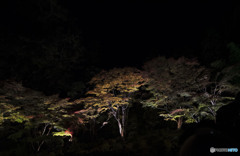 現実の夜