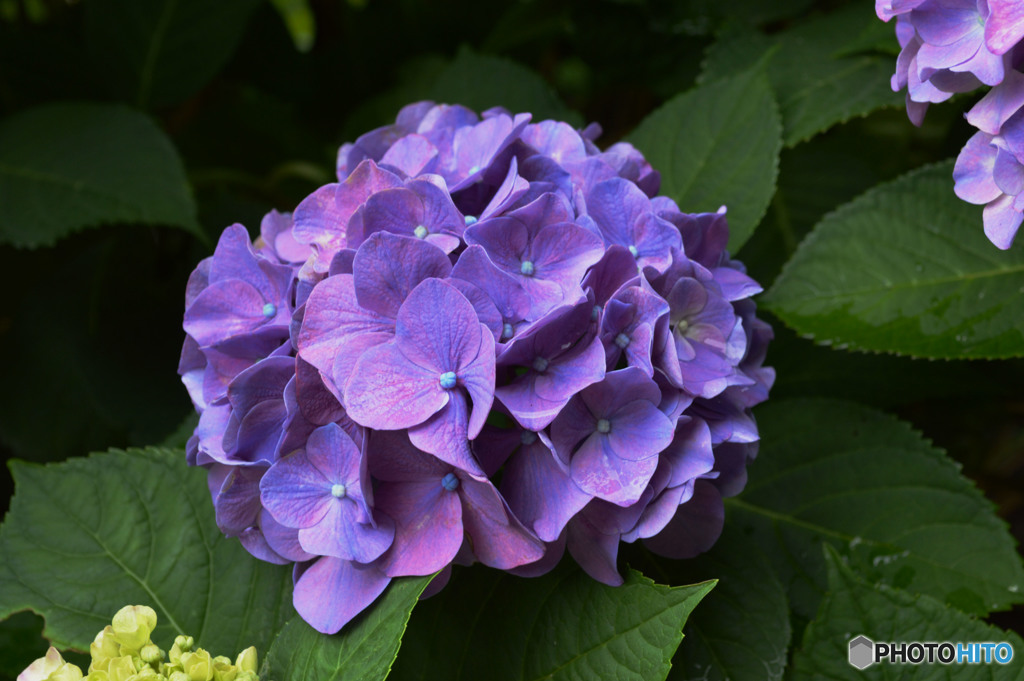 紫陽花 山寺にて