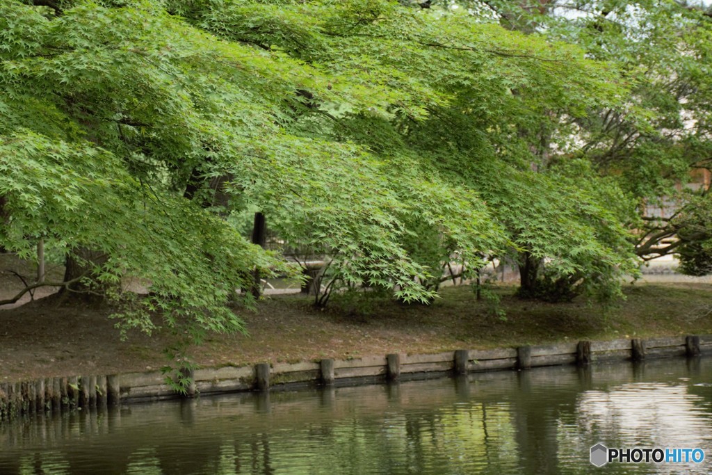 木陰が恋しくて