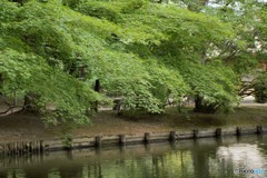 木陰が恋しくて