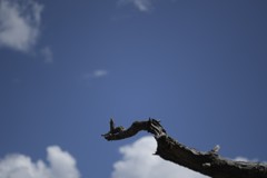 夢の中で交わしたキスは悲しみを抱いている