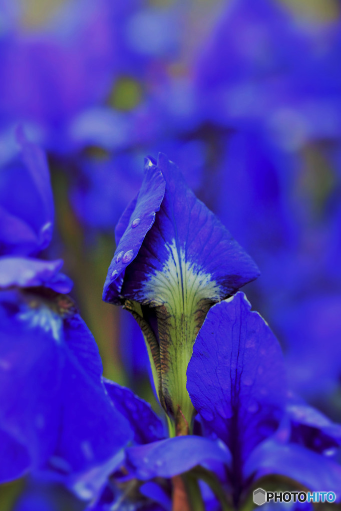 多賀城のあやめ