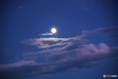 月を見つめる【綺麗だよ～早く撮って】