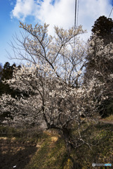 青空と戯れえる今日この頃