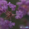 生まれ変わって僕と踊ろうよ