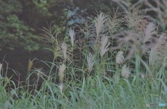 立秋を告げるころ