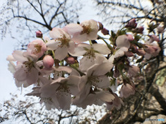 寄り添えば 何も言わず分かり合えてたはず