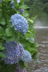 豪雨にも負けず。