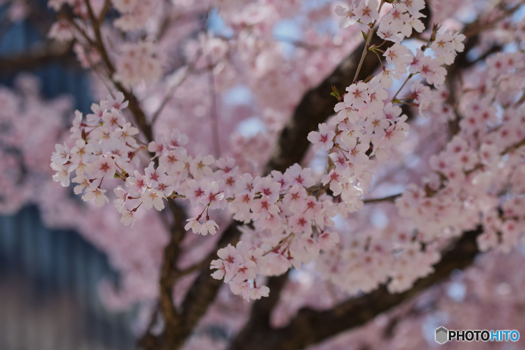 Cherry blossoms bloom in my heart
