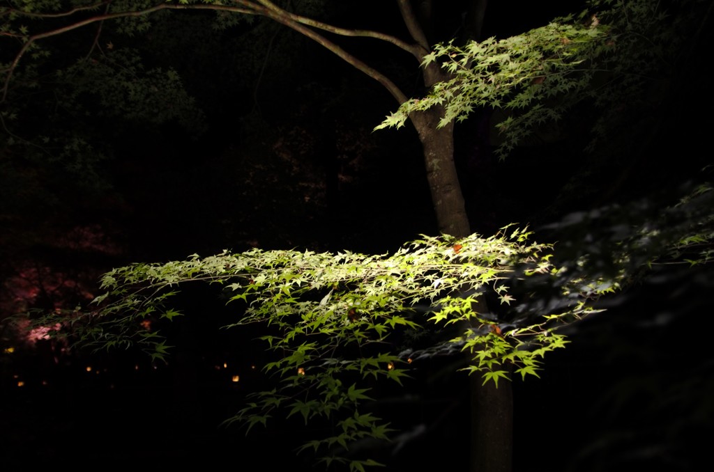 秋の夜の光