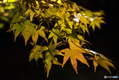 夜の楓