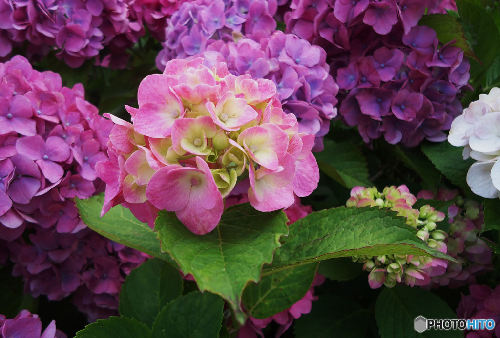 華やかな紫陽花