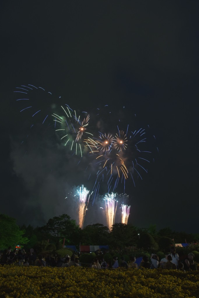 夜空に咲く紫陽花