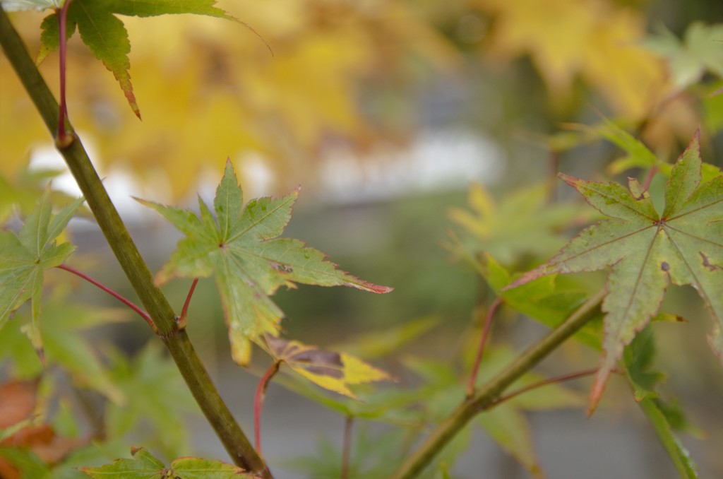 見覚えのある　Rain