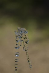 霧のベールにむせぶ影は胸に残る慕情