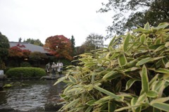 涙枯れても山のせみ時雨