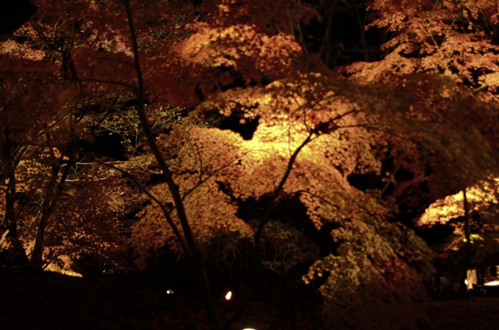 何気なく見た紅葉