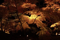 何気なく見た紅葉