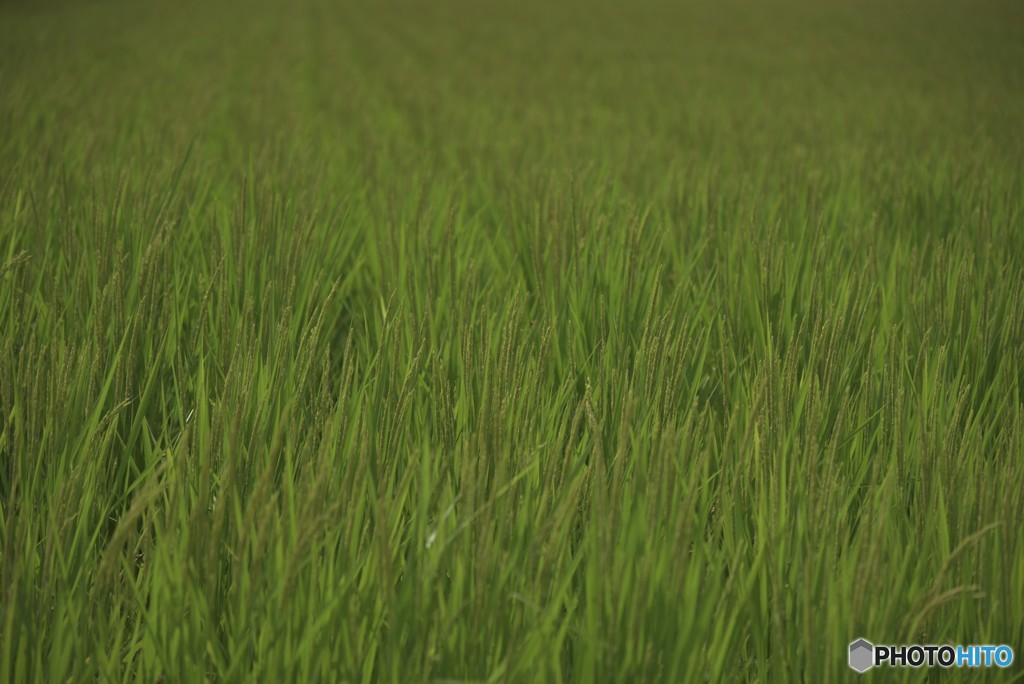 今年も豊作を願って