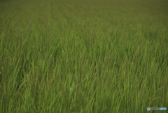 今年も豊作を願って