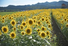 秋田とある場所のひまわり