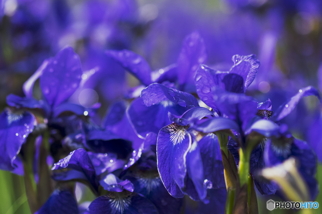 希望がかなう事は決して無い　【過酷な人生】