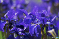 希望がかなう事は決して無い　【過酷な人生】