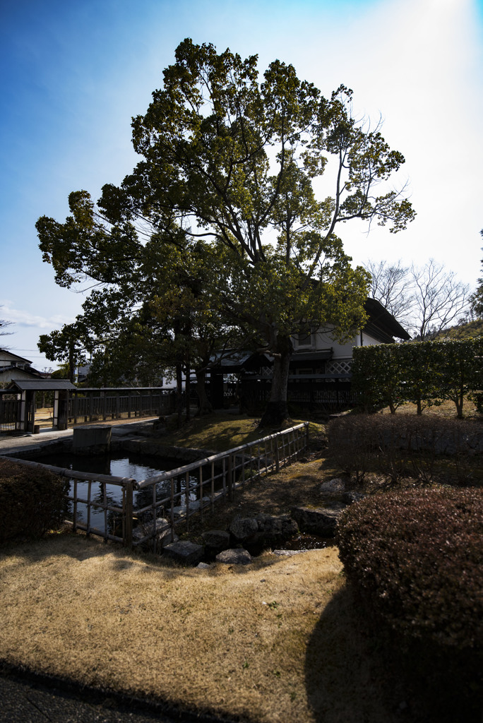 素晴らしい空と木
