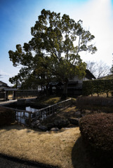 素晴らしい空と木