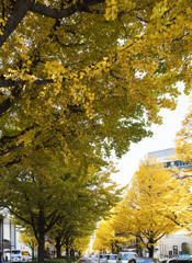 「綺麗だね」と言われたくて頑張る銀杏の葉