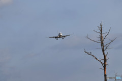 Still the wind was blue.